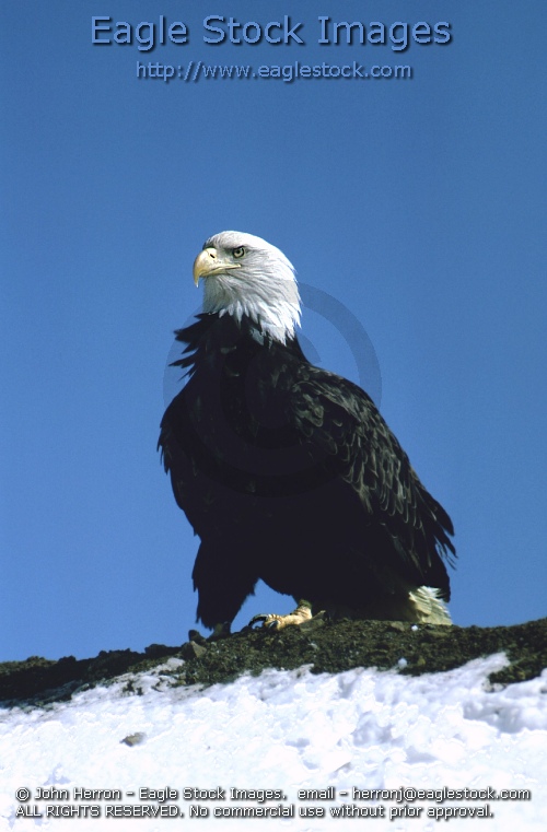 Picture of Bald Eagle [#BEBST3] - stock photo of bald eagle.   You can order prints of this beautiful bald eagle photo.
